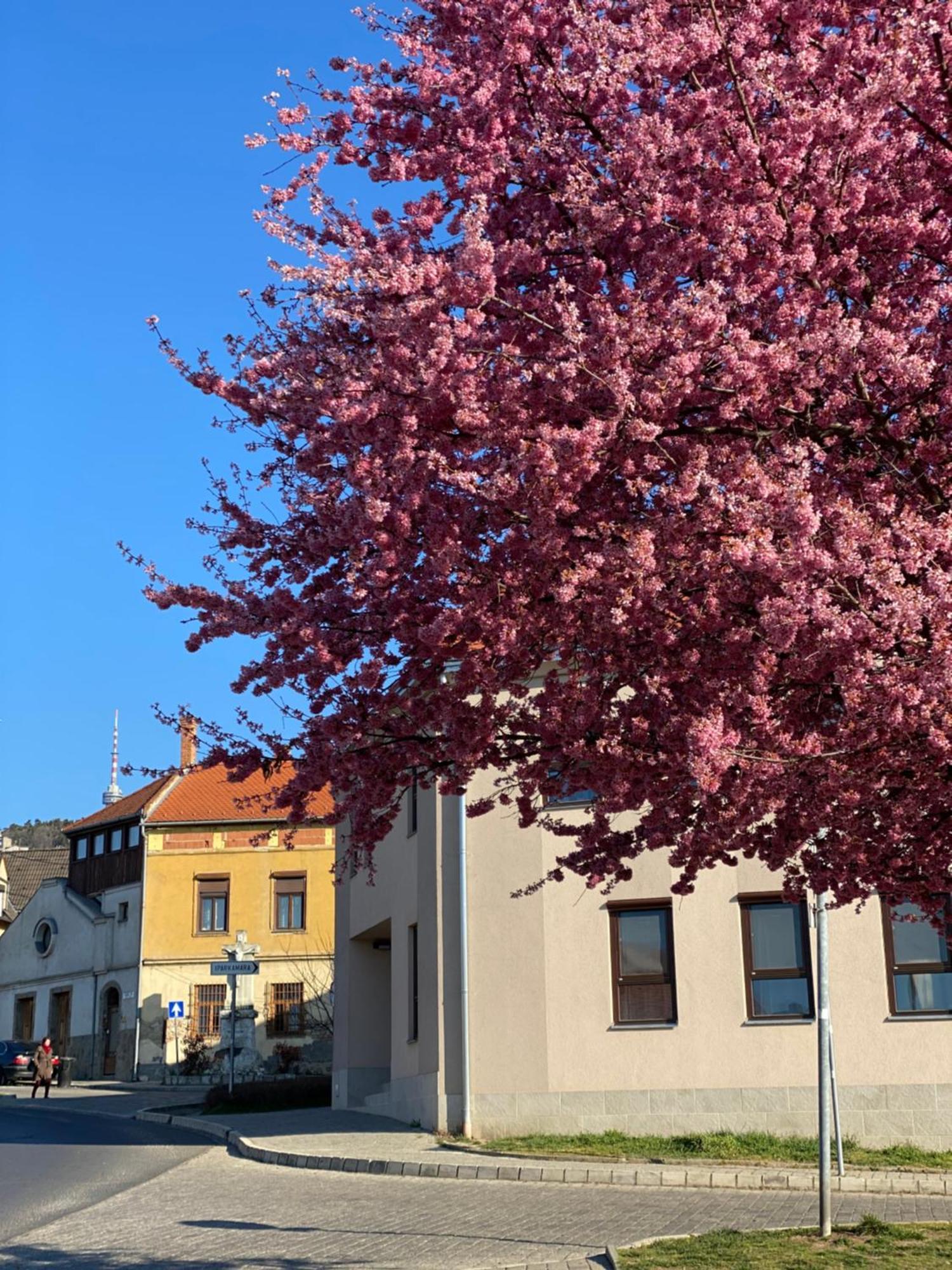 M18 - Csak Egy Lepes A Toertenelmi Belvaros - Free Parking Печ Экстерьер фото